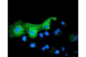 Immunofluorescence (IF) image for anti-Pyrroline-5-Carboxylate Reductase Family, Member 2 (PYCR2) antibody (ABIN1499983) (PYCR2 抗体)
