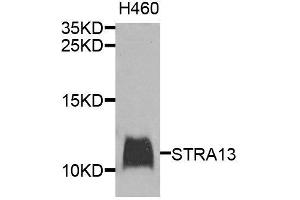 Western blot analysis of extracts of H460 cells, using STRA13 antibody (ABIN6003624) at 1/1000 dilution. (STRA13 抗体)