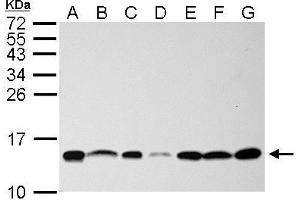WB Image NHP2L1 antibody detects NHP2L1 protein by Western blot analysis. (NHP2L1 抗体  (full length))