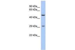 Image no. 1 for anti-Ladybird Homeobox 1 (Lbx1) (AA 71-120) antibody (ABIN6742319) (Lbx1 抗体  (AA 71-120))