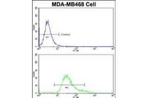 Flow cytometric analysis of MDA-M cells using HSP Antibody (Center)(bottom histogram) compared to a negative control cell (top histogram)FITC-conjugated goat-anti-rabbit secondary antibodies were used for the analysis. (BRISC and BRCA1 A Complex Member 1 (BABAM1) (AA 116-143) 抗体)