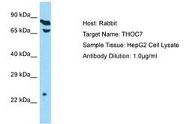 THOC7 抗体  (C-Term)