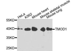 Western blot analysis of extracts of various cell lines, using TMOD1 antibody. (Tropomodulin 1 抗体  (AA 1-359))