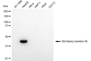 Western blotting analysis using Wnt family member 5A antibody (ABIN7800863).