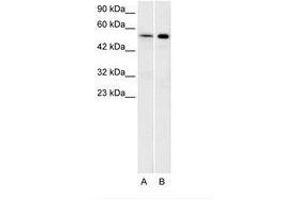 Image no. 1 for anti-Serotonin Receptor 1A (HTR1A) (N-Term) antibody (ABIN202484) (Serotonin Receptor 1A 抗体  (N-Term))