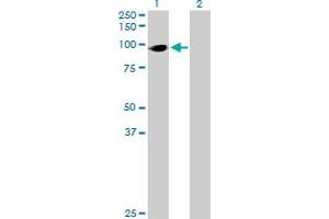 Western Blot analysis of HIC2 expression in transfected 293T cell line by HIC2 MaxPab polyclonal antibody. (HIC2 抗体  (AA 1-615))