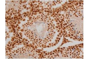 ABIN6267384 at 1/200 staining Mouse testis tissue sections by IHC-P.