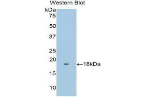 Western Blotting (WB) image for anti-Fibronectin Type III Domain Containing 5 (FNDC5) (AA 2-137) antibody (ABIN1171766) (FNDC5 抗体  (AA 2-137))
