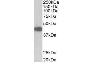 Western Blotting (WB) image for anti-Tribbles Homolog 1 (TRIB1) (Internal Region) antibody (ABIN2464940) (TRIB1 抗体  (Internal Region))