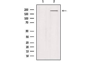 Western blot analysis of extracts from Mouse lung, using Na+ CP type IXalpha Antibody.