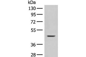 Western blot analysis of Mouse liver tissue lysate using FUT10 Polyclonal Antibody at dilution of 1:450 (FUT10 抗体)