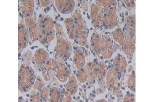 IHC-P analysis of Kidney tissue, with DAB staining. (CDC23 抗体  (AA 366-597))