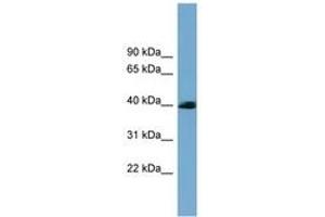 SASH3 anticorps  (AA 35-84)