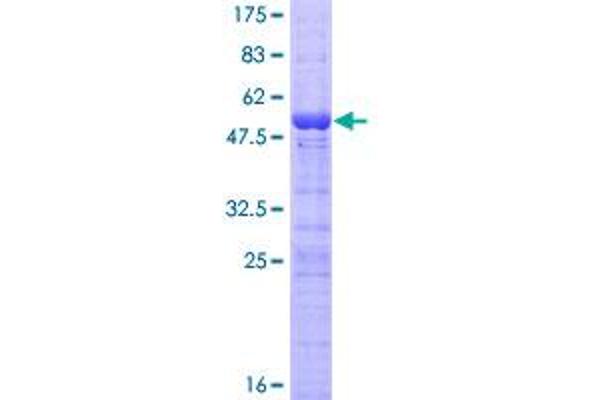 NOP56 Protein (AA 1-174) (GST tag)