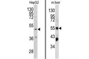 Image no. 1 for anti-Fibrinogen gamma Chain (FGG) (Chain gamma), (N-Term) antibody (ABIN452999) (FGG 抗体  (Chain gamma, N-Term))