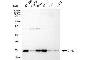 Western blotting analysis using DYNLT1 antibody (ABIN7798405).