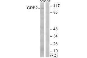 Western blot analysis of extracts from COS cells, using GRB2 (Ab-159) antibody. (GAB2 抗体  (Ser159))