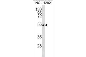 SFRS11 Antibody (C-term) (ABIN656892 and ABIN2846091) western blot analysis in NCI- cell line lysates (35 μg/lane). (SRSF11 抗体  (C-Term))