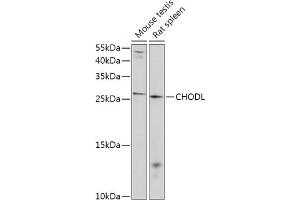 Western blot analysis of extracts of various cell lines, using CHODL antibody (ABIN7266349) at 1:1000 dilution. (CHODL 抗体  (AA 110-210))