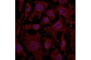 Immunofluorescence (IF) image for anti-RAB11B, Member RAS Oncogene Family (RAB11B) (C-Term) antibody (ABIN1440027) (RAB11B 抗体  (C-Term))