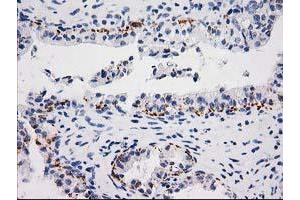 Image no. 1 for anti-Monoglyceride Lipase (MGLL) antibody (ABIN1499441) (MGLL 抗体)