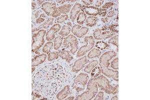 Immunohistochemical analysis of A on paraffin-embedded Human kidney tissue. (Prohibitin 抗体  (N-Term))