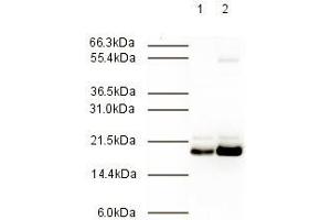 Immunoblotting. (MAD2L2 抗体  (AA 3-14))