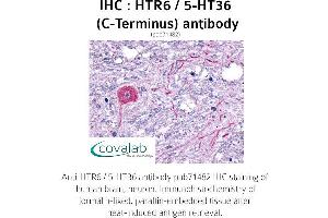Image no. 1 for anti-Serotonin Receptor 6 (HTR6) (C-Term) antibody (ABIN1735625)