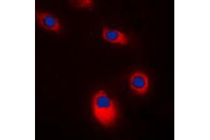 Immunofluorescent analysis of c-SRC staining in K562 cells. (Src 抗体  (C-Term))