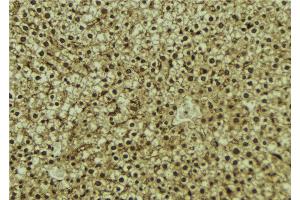 ABIN6273087 at 1/100 staining Mouse liver tissue by IHC-P. (VPS37A 抗体  (N-Term))
