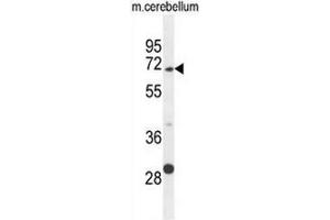 GPC5 Antibody (N-term) western blot analysis in mouse cerebellum tissue lysates (35µg/lane). (GPC5 抗体  (N-Term))