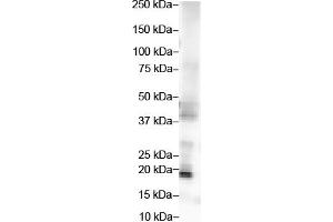 WB Suggested Anti-FGF2 Antibody Titration:  2 ug/ml  ELISA Titer:  1:312500  Positive Control:  Hela cell lysate (FGF2 抗体  (Middle Region))