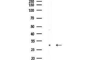 anti-Potassium Channel, Subfamily K, Member 7 (KCNK7) (Internal Region) antibody