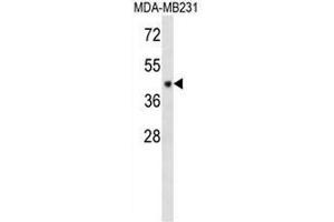 Western blot analysis in MDA-MB231 cell line lysates using CF150 Antibody (Center) Cat. (C6orf150 抗体  (Middle Region))