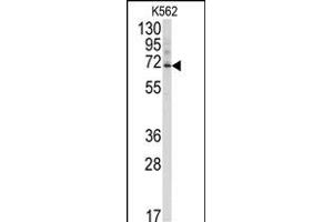 Western blot analysis of anti-Ubiquilin3 Antibody (N-term) (ABIN388967 and ABIN2839212) in K562 cell line lysates (35 μg/lane). (Ubiquilin 3 抗体  (N-Term))
