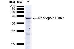 Western Blot analysis of Human A549 cells showing detection of ~38. (Rhodopsin 抗体)