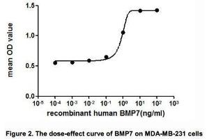 The dose-effect curve of BMP7 was shown in Figure 2. (BMP7 Protein (AA 292-430) (His tag))