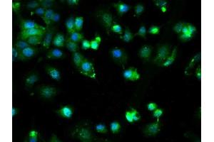 Immunofluorescence (Cultured Cells) (IF (cc)) image for anti-Cytochrome B-245, beta Polypeptide (CYBB) (AA 501-570) antibody (ABIN750688)