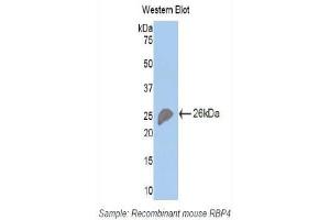 Western Blotting (WB) image for anti-Retinol Binding Protein 4, Plasma (RBP4) (AA 63-245) antibody (ABIN1078483) (RBP4 抗体  (AA 63-245))