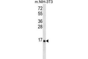 Western Blotting (WB) image for anti-Ribosomal Protein L23 (RPL23) antibody (ABIN2996830) (RPL23 抗体)
