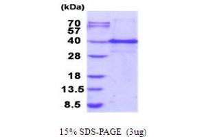 SDS-PAGE (SDS) image for Inhibitor of Growth Family, Member 1 (ING1) (AA 1-279) protein (His tag) (ABIN5853981) (ING1 Protein (AA 1-279) (His tag))