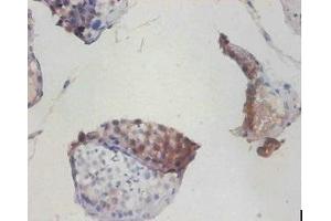 Immunohistochemistry of paraffin-embedded human testis tissue using ABIN7149175 at dilution of 1:100 (COX6A1 抗体  (AA 25-109))