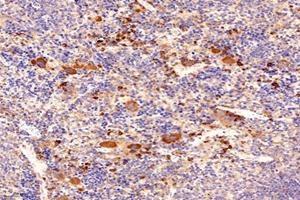 Immunohistochemistry analysis of paraffin-embedded mouse spleen using,LITAF (ABIN7074508) at dilution of 1: 9600 (LITAF 抗体)