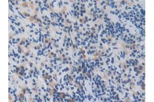 DAB staining on IHC-P; Samples: Rat Spleen Tissue (Manic Fringe 抗体  (AA 56-309))
