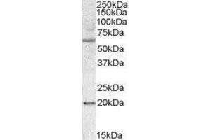 Western Blotting (WB) image for BCL2-Associated Athanogene 4 (BAG4) peptide (ABIN368731) (BCL2-Associated Athanogene 4 (BAG4) Peptide)