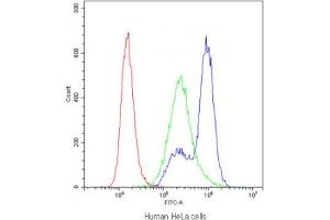 Flow cytometry testing of human HeLa cells with Myosin Phosphatase antibody at 1ug/10^6 cells (blocked with goat sera) (Myosin Binding Subunit 抗体  (N-Term))