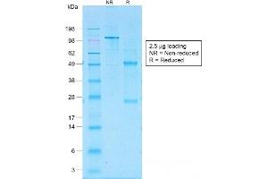 SDS-PAGE Analysis of Purified CD30 Rabbit Recombinant Monoclonal Antibody (Ki-1/1505R). (Recombinant TNFRSF8 抗体)