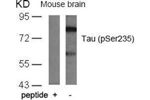 Western blot analysis of extracts from mouse brain tissue using Tau(Phospho-Ser235) Antibody and the same antibody preincubated with blocking peptide. (MAPT 抗体  (pSer235))