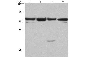Western Blot analysis of HUVEC, NIH/3T3, Hela and 293T cell using KLF11 Polyclonal Antibody at dilution of 1:350 (KLF11 抗体)