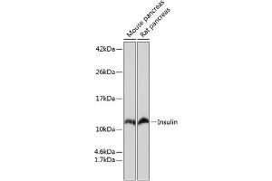 Insulin 抗体